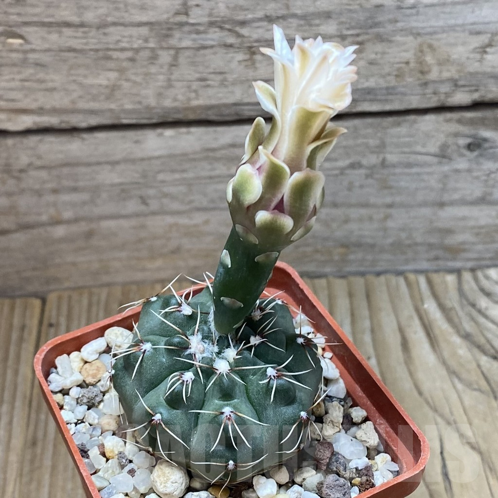 SH5855 Gymnocalycium kuehhasii VG 1091 - immagine 2