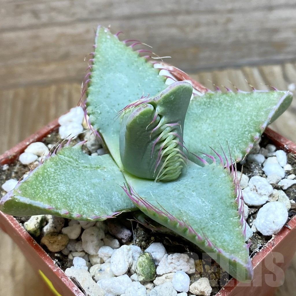 SH5879 Faucaria smithii - Image 2