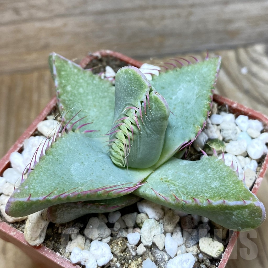 SH5879 Faucaria smithii