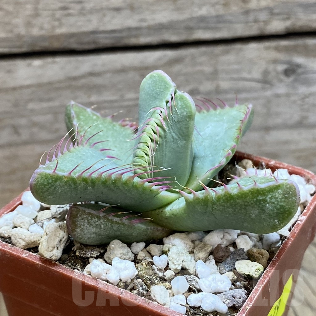 SH5879 Faucaria smithii - Image 3