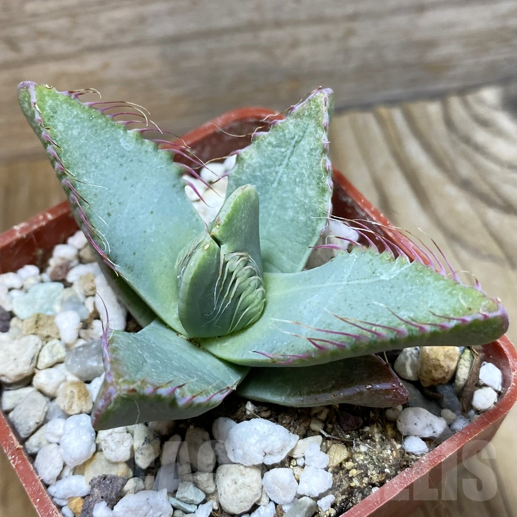 SH5880 Faucaria smithii