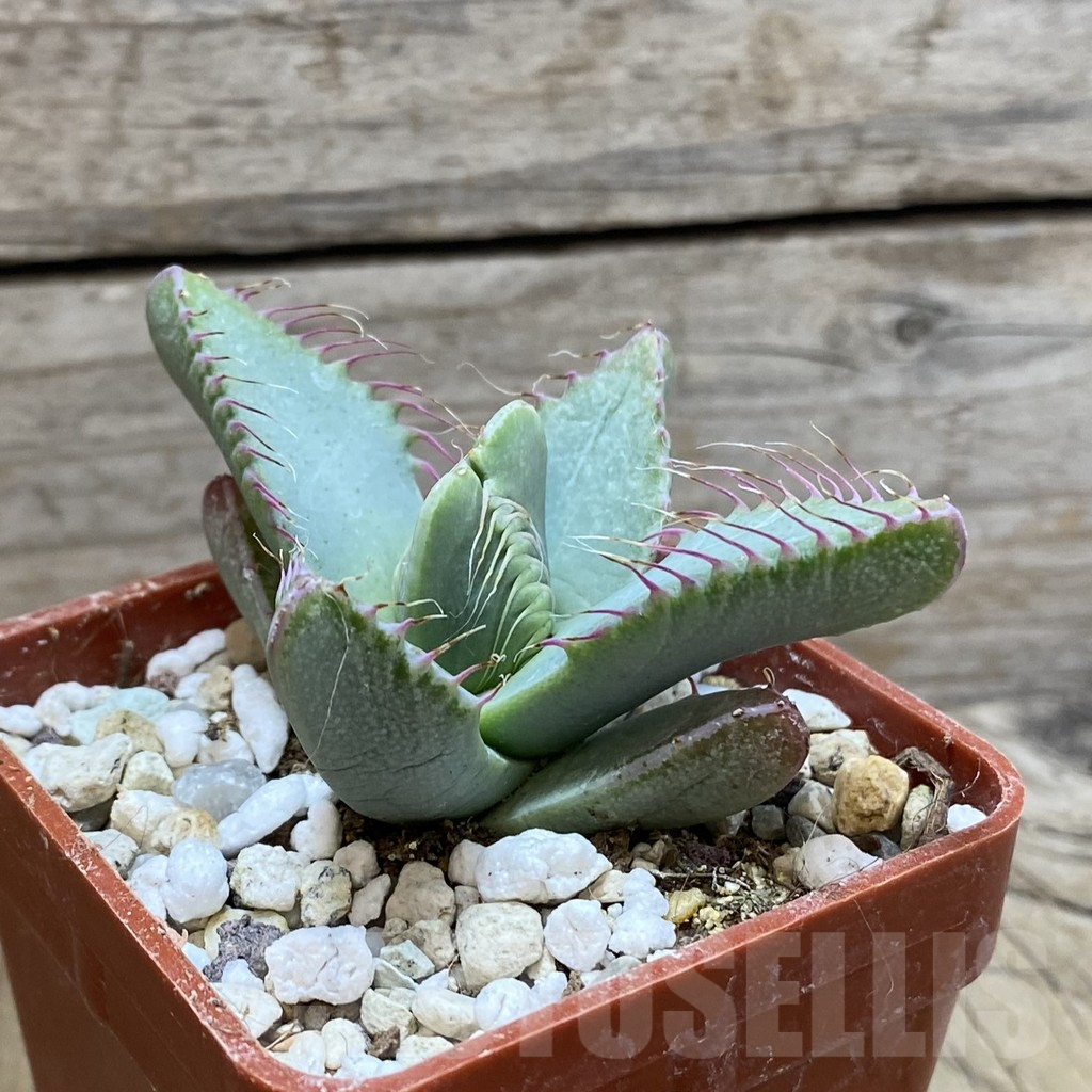 SH5880 Faucaria smithii - Image 2