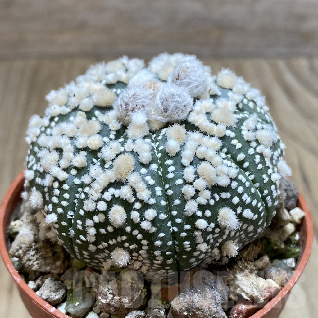 SH6073 Astrophytum asterias 'Hanazono' - Image 2