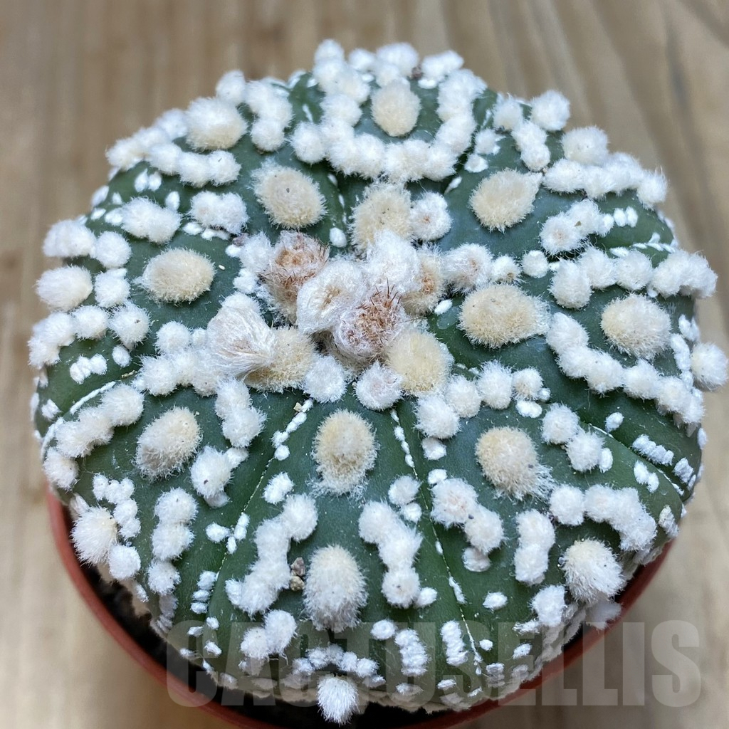 SH6074 Astrophytum asterias 'Hanazono'