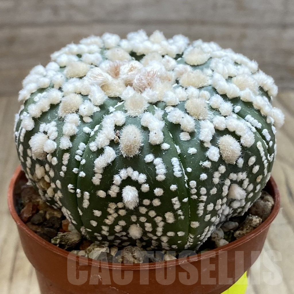 SH6074 Astrophytum asterias 'Hanazono' – Image 2