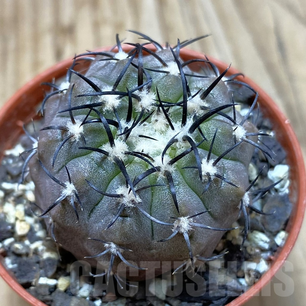 SH6075 Copiapoa 'Calderana'