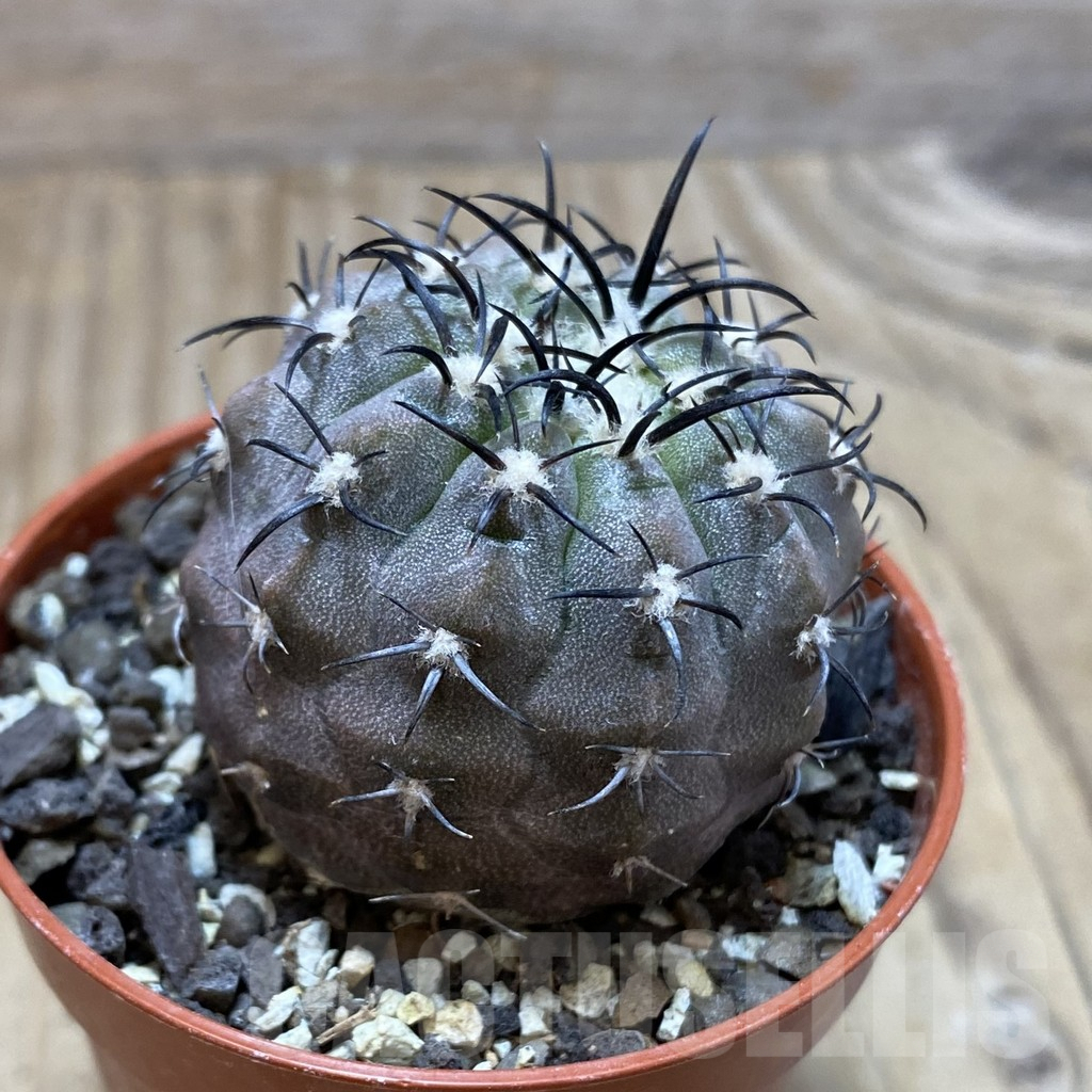 SH6075 Copiapoa 'Calderana' – Bild 2