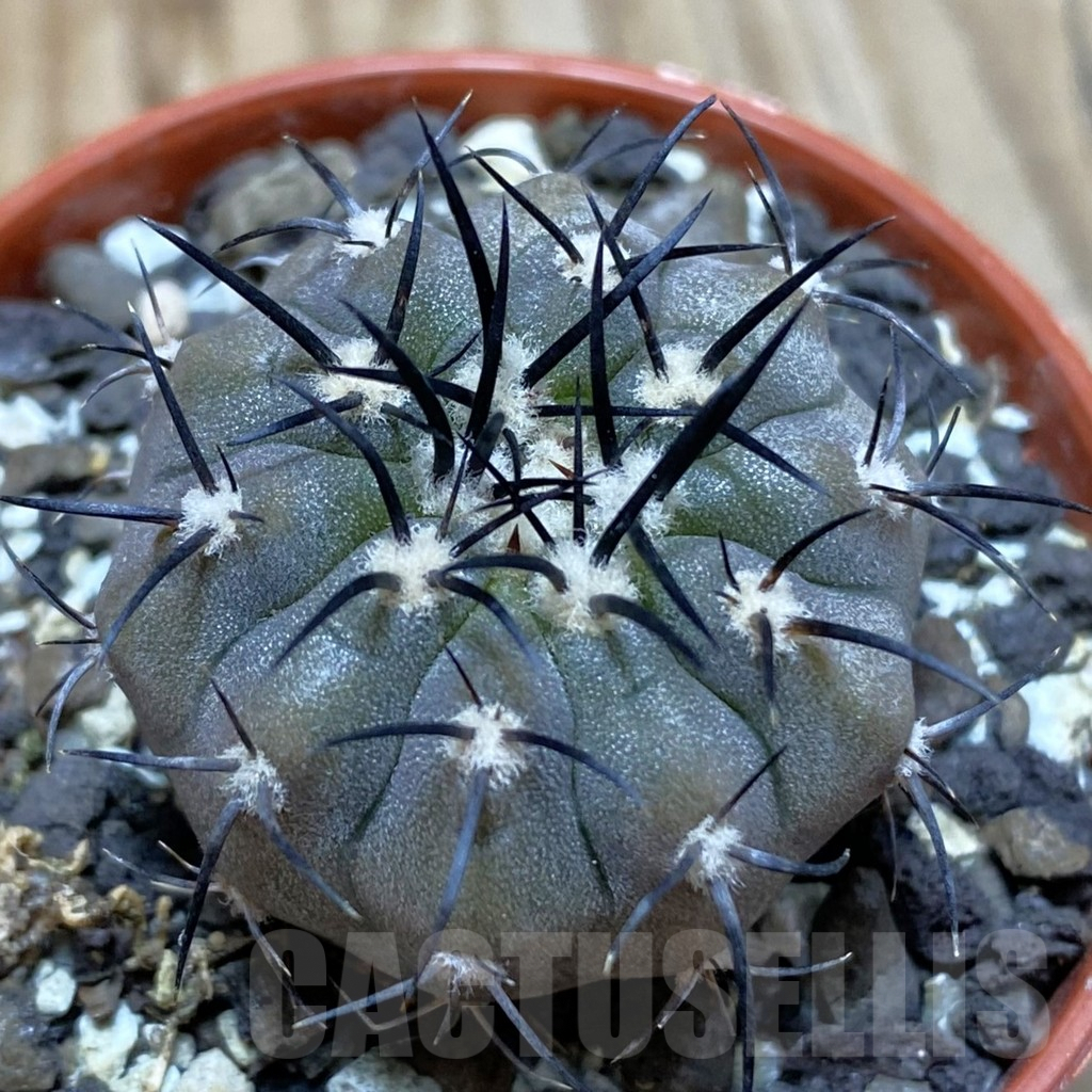 SH6076 Copiapoa calderana