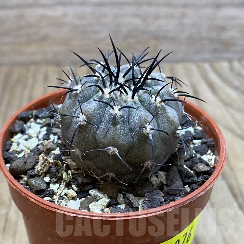 SH6076 Copiapoa calderana - Image 2