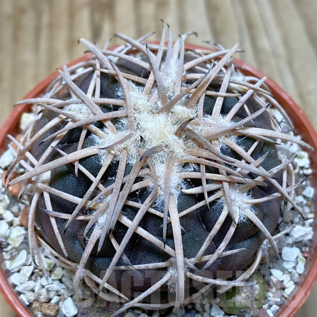 SH6078 Gymnocalycium spegazzinii TOM 06-81/1 -El Obelisco-