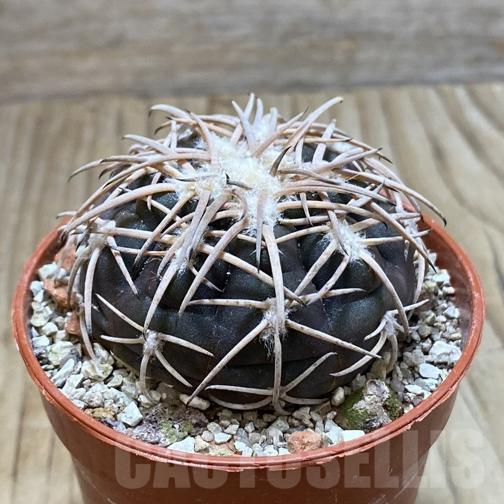 SH6078 Gymnocalycium spegazzinii TOM 06-81/1 -El Obelisco- - Image 2