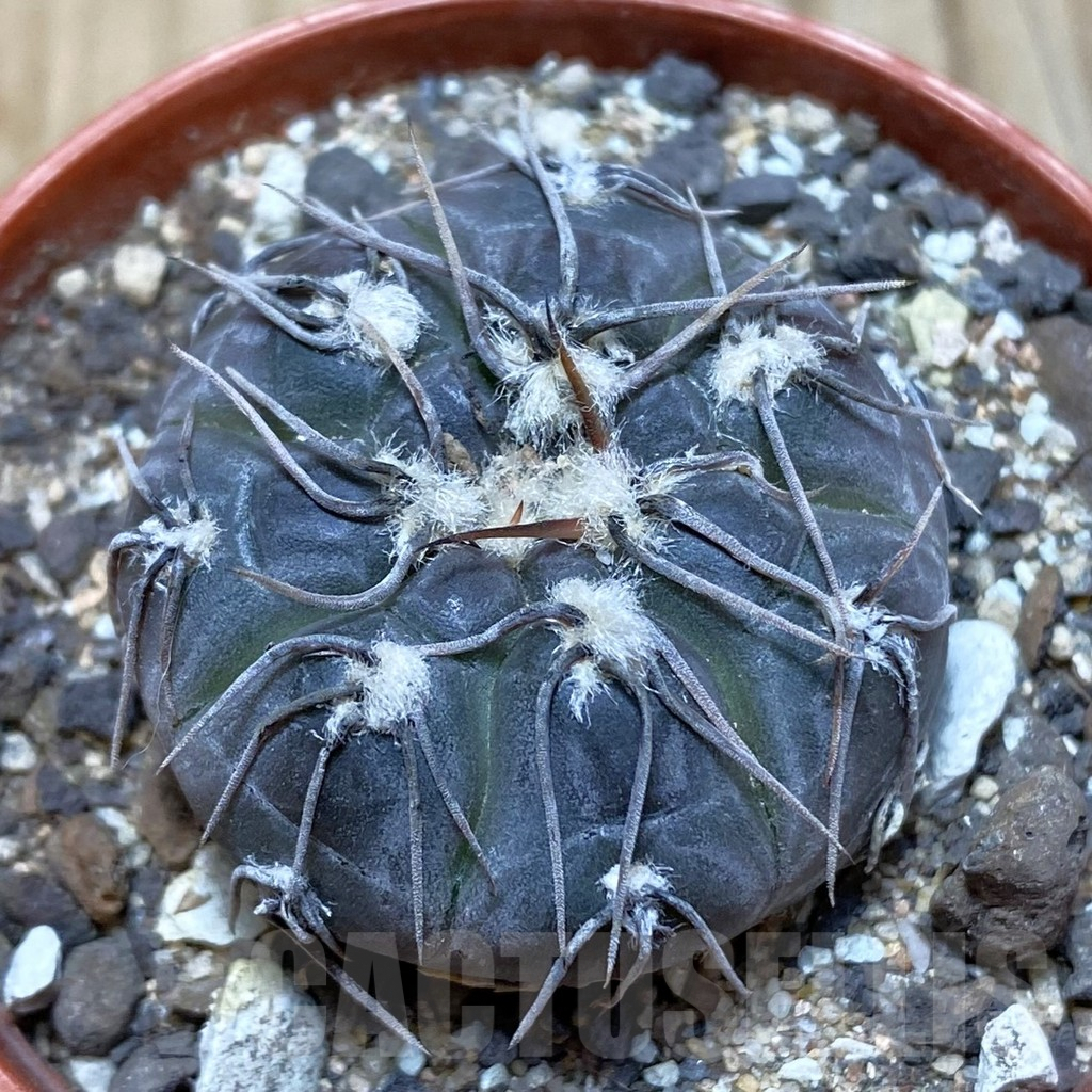 SH6079 Gymnocalycium berchtii VS 161 -Chanares, San Luis-