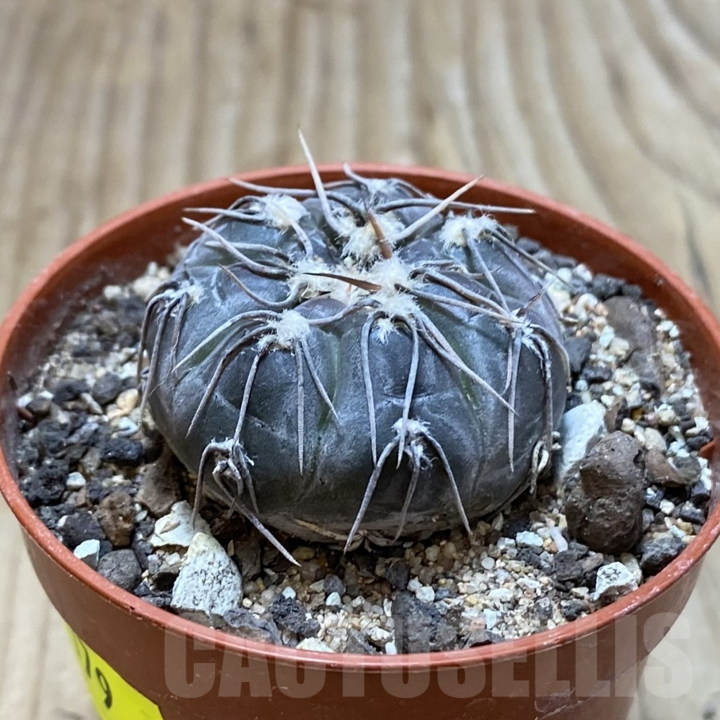 SH6079 Gymnocalycium berchtii VS 161 -Chanares, San Luis- - Image 2