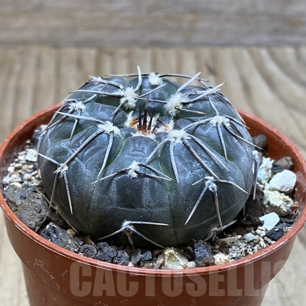SH6080 Gymnocalycium berchtii VS 161 -Chanares, San Luis- - Obrázek 2