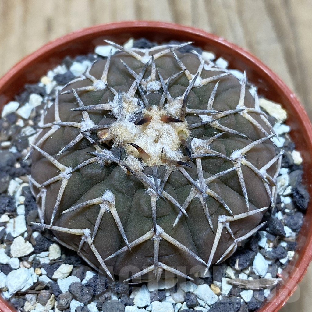 SH6081 Gymnocalycium asterium v. paucispinum