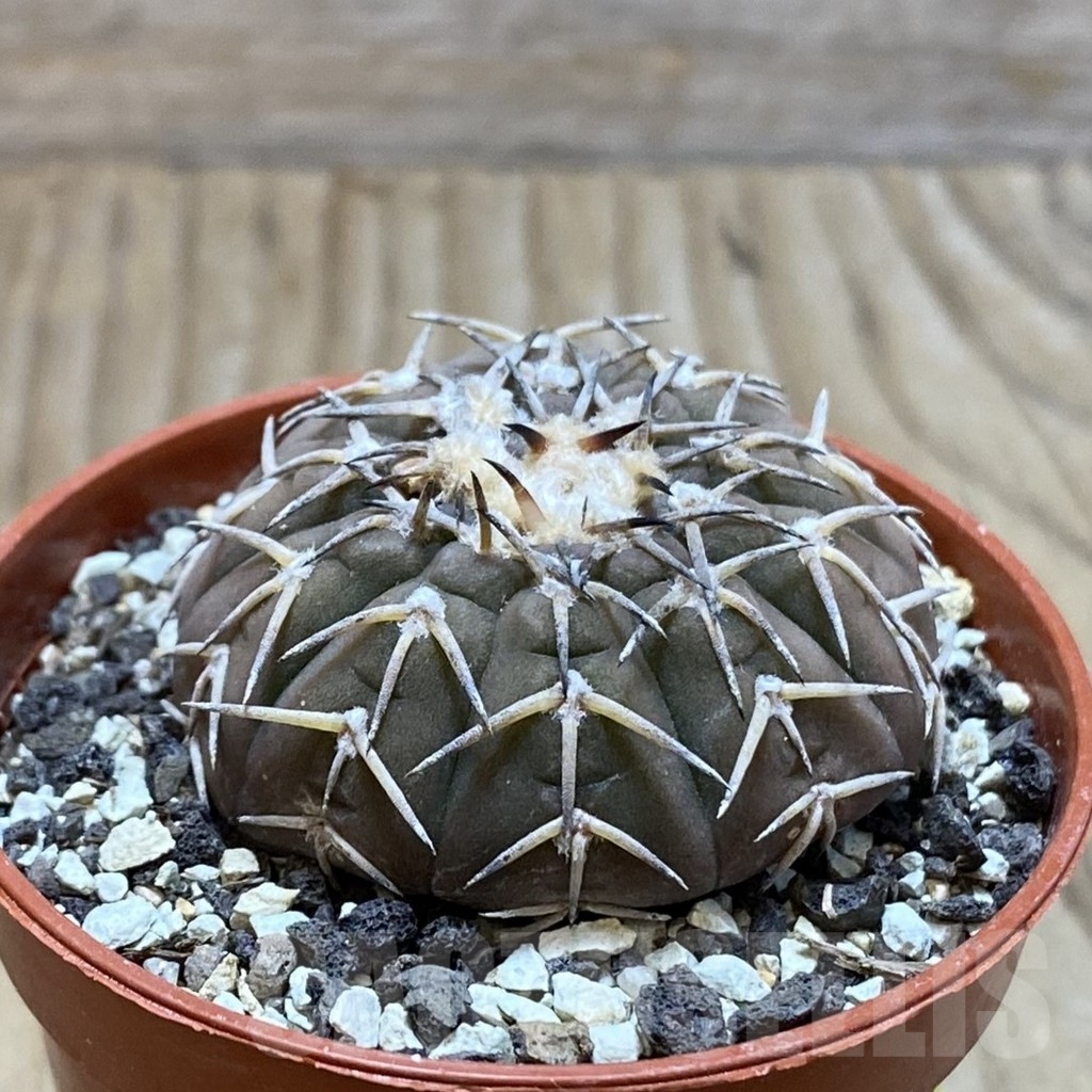 SH6081 Gymnocalycium asterium v. paucispinum - Obrázek 2