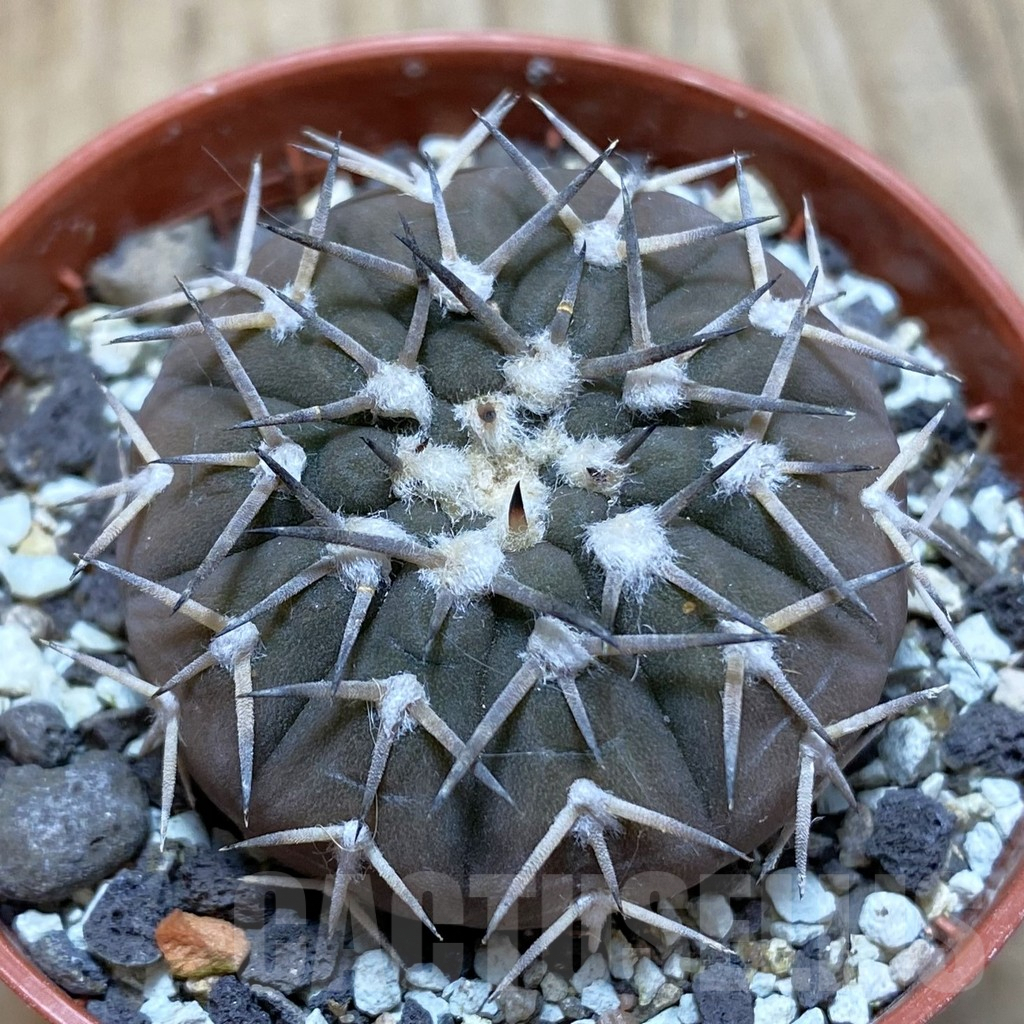 SH6082 Gymnocalycium asterium v. paucispinum