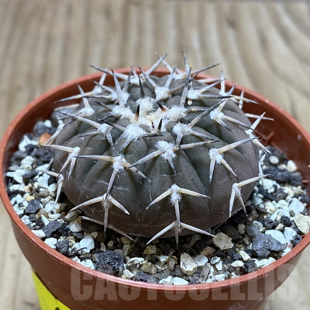 SH6082 Gymnocalycium asterium v. paucispinum - 画像 (2)