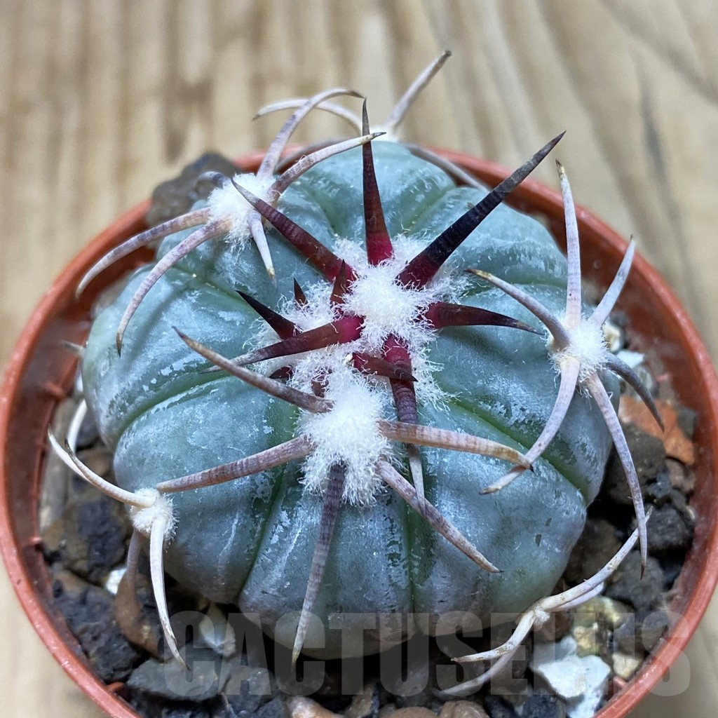 SH6083 Echinocactus horizonthalonius MR 21