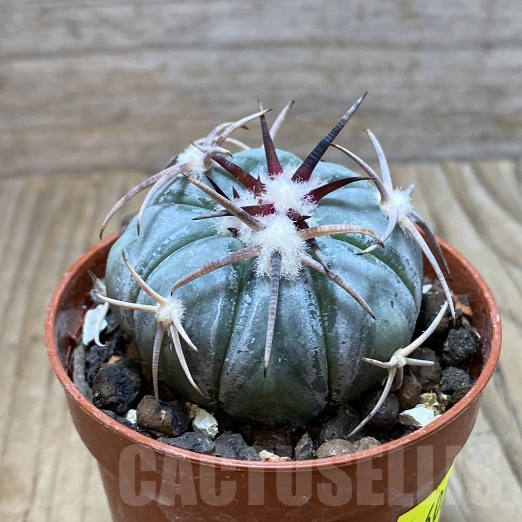 SH6083 Echinocactus horizonthalonius MR 21 - Image 2