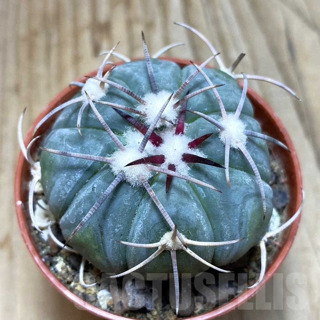 SH6084 Echinocactus horizonthalonius MR 21