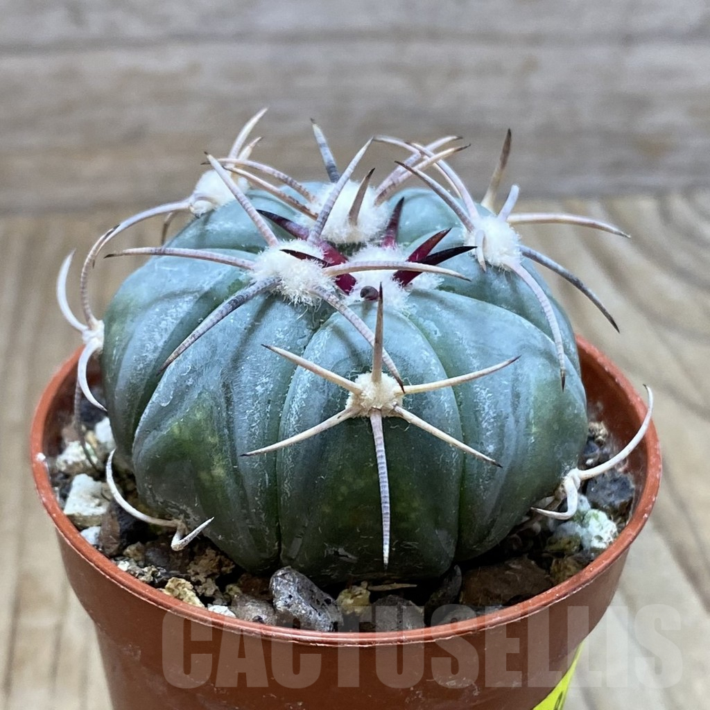 SH6084 Echinocactus horizonthalonius MR 21 – Bild 2