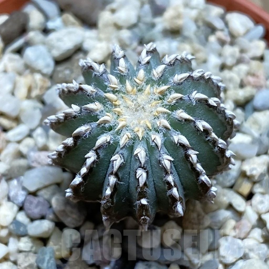 SH6086 Geohintonia neomexicana, seedling