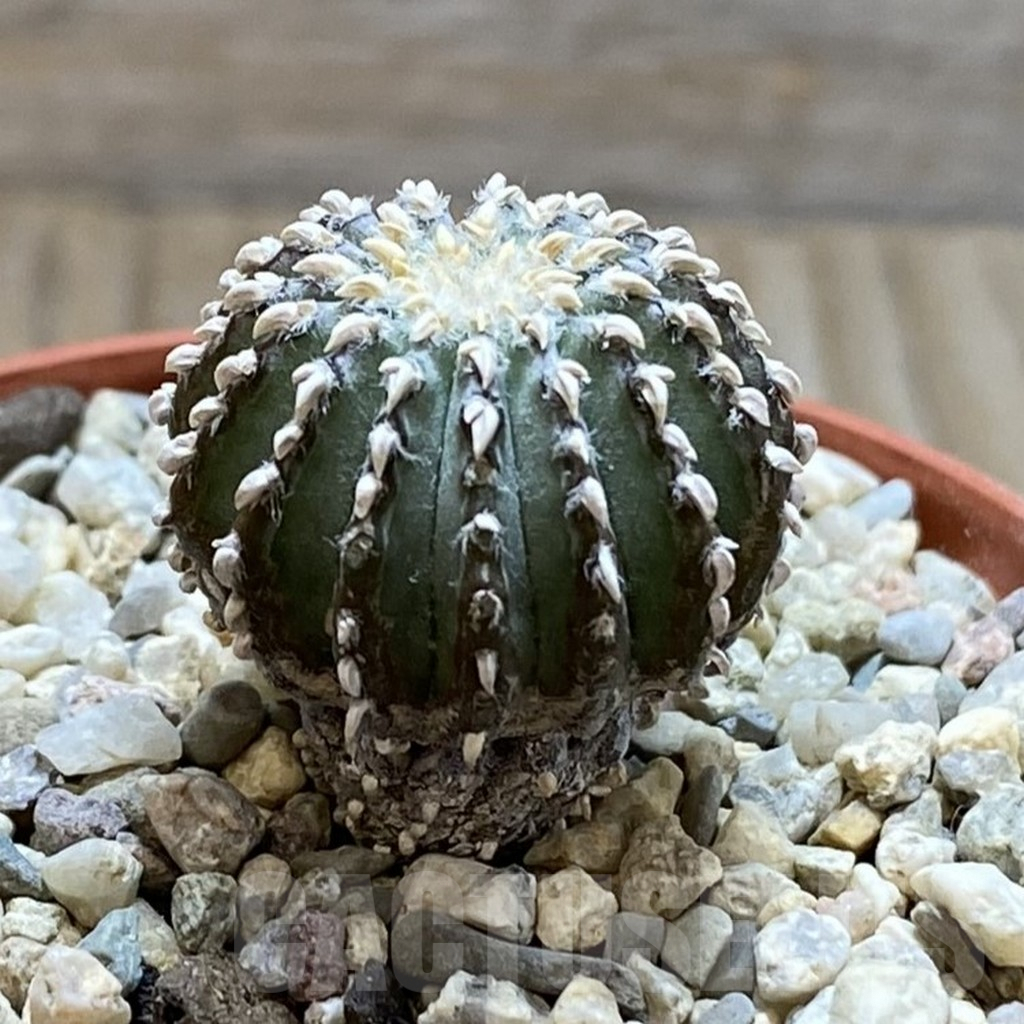 SH6086 Geohintonia neomexicana, seedling - Imagen 2