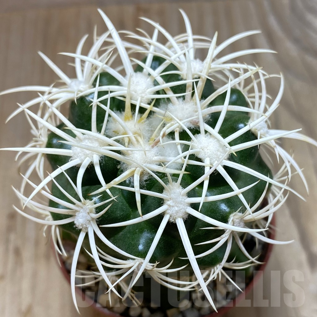 SH6045 Discocactus zehntneri ssp. alagoinhae, grafted