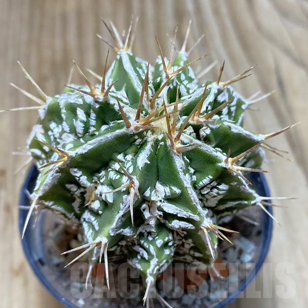 SH6087 Astrophytum ornatum ‘Dinosaur’ (Fukuryu Hannya)