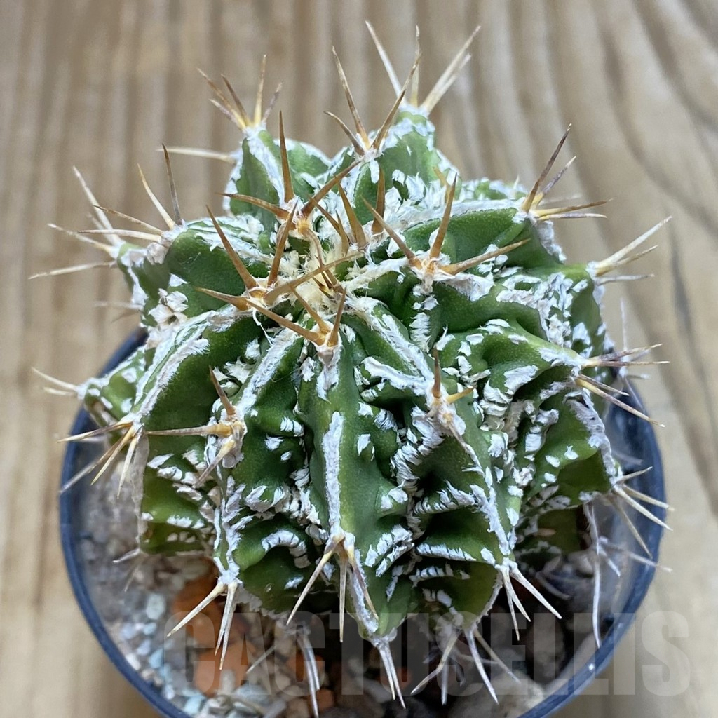 SH6087 Astrophytum ornatum ‘Dinosaur’ (Fukuryu Hannya) – Image 2