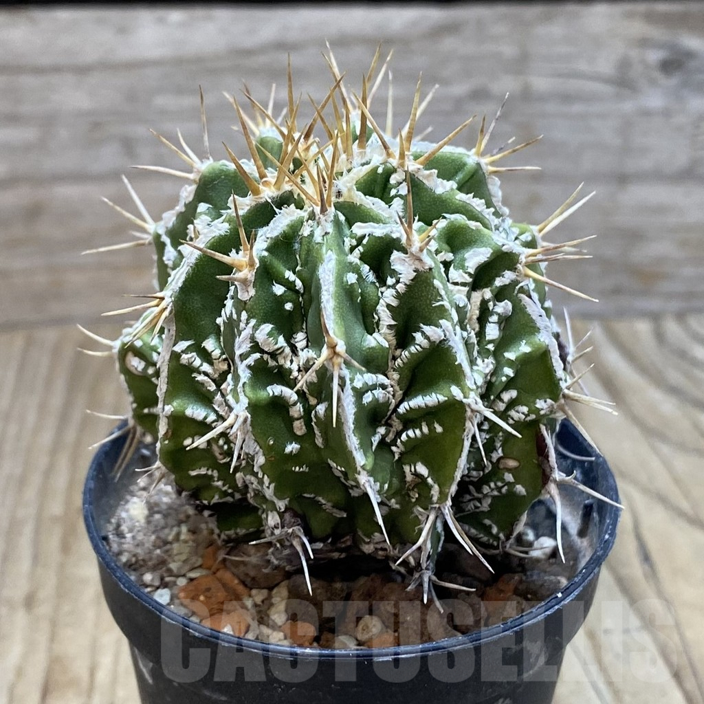 SH6087 Astrophytum ornatum ‘Dinosaur’ (Fukuryu Hannya) – Image 3