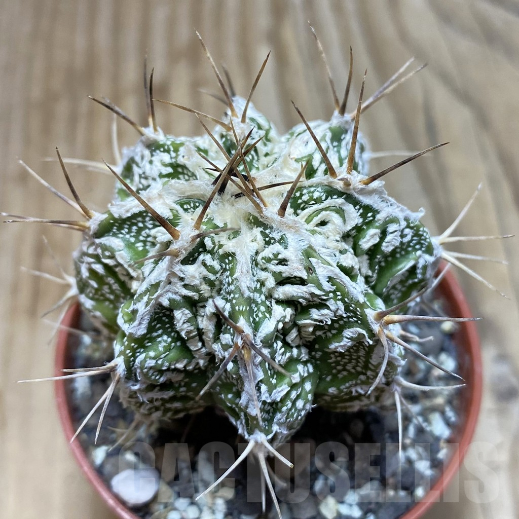 SH6088 Astrophytum ornatum ‘Dinosaur’ (Fukuryu Hannya)