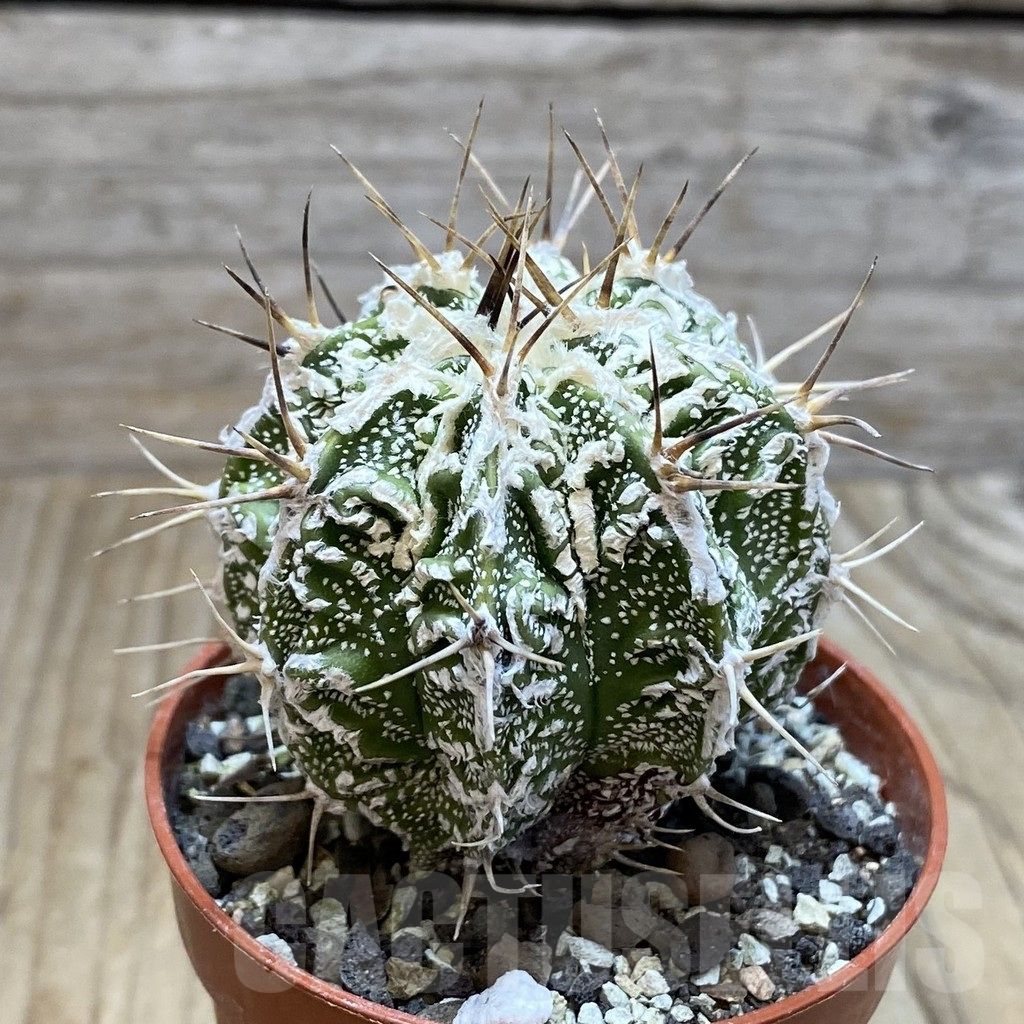 SH6088 Astrophytum ornatum ‘Dinosaur’ (Fukuryu Hannya) - Зображення 2