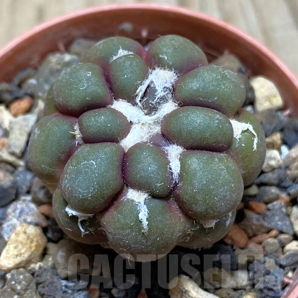 SH6089 Cintia knizei