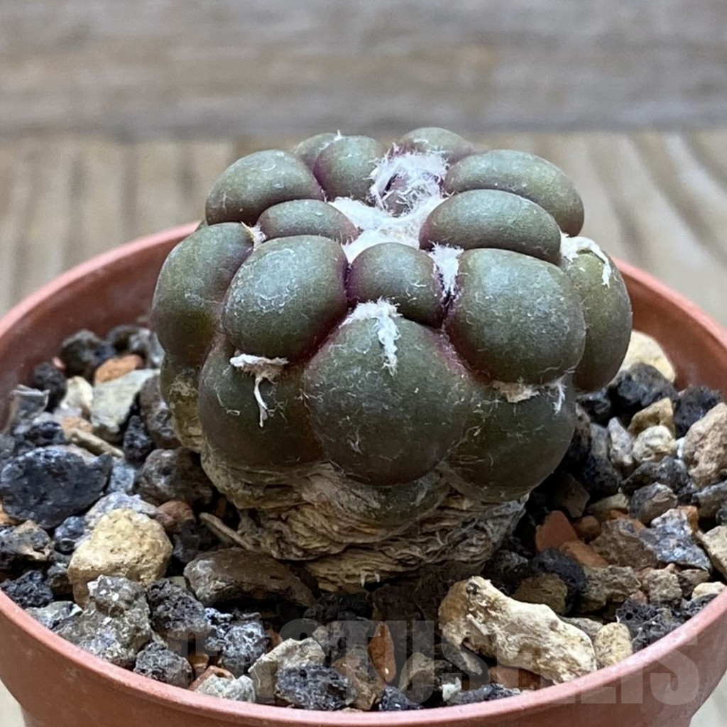 SH6089 Cintia knizei - Imagen 2