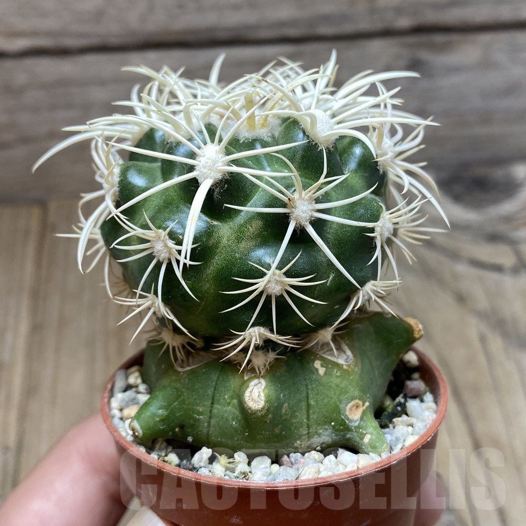 SH6045 Discocactus zehntneri ssp. alagoinhae, grafted - Imagen 2