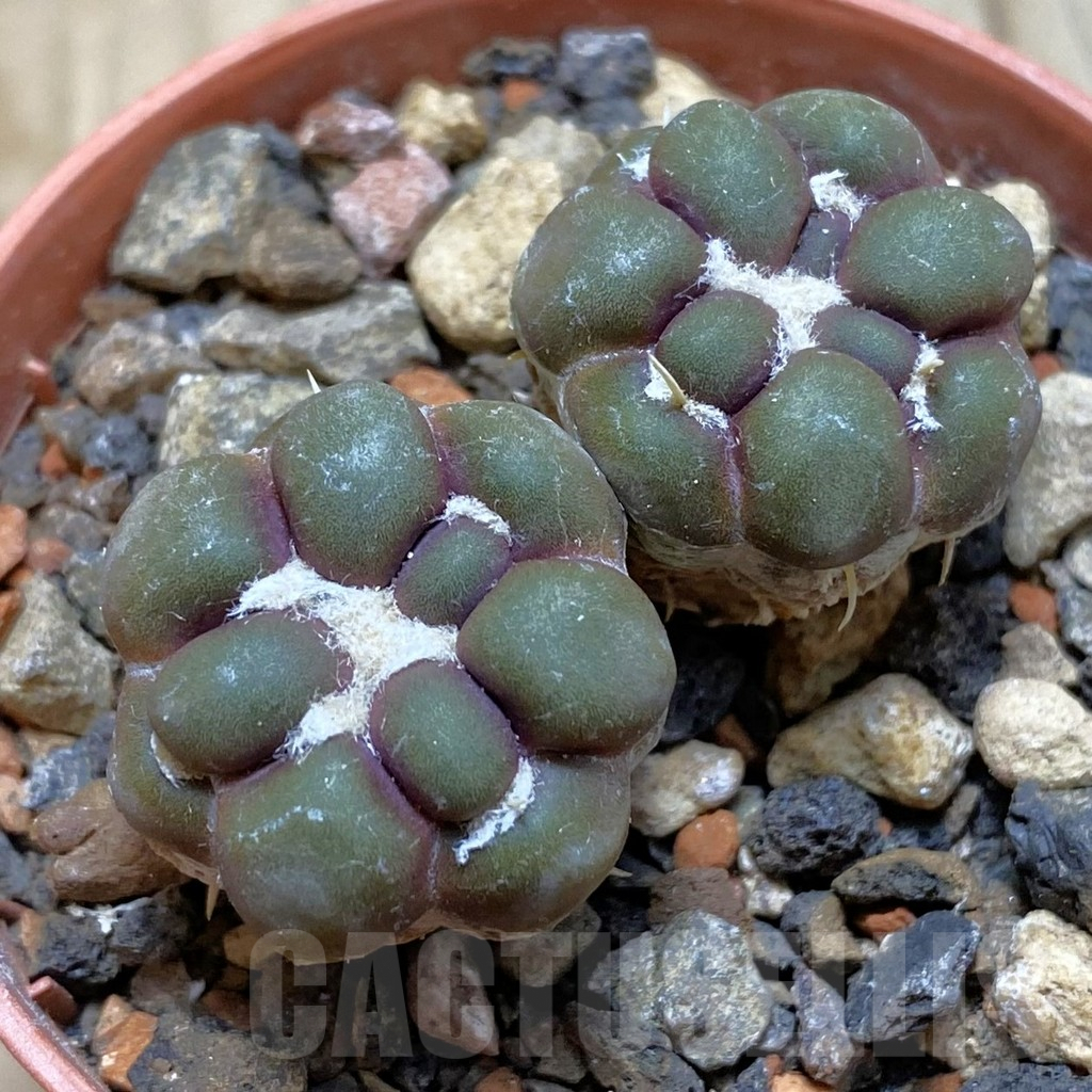 SH6090 Cintia knizei, 2 plants