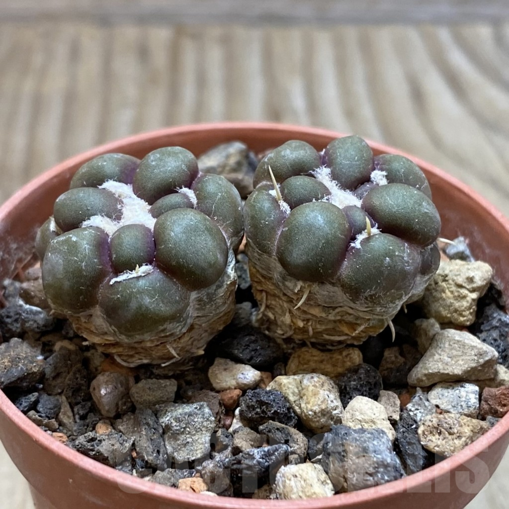 SH6090 Cintia knizei, 2 plants - Image 2