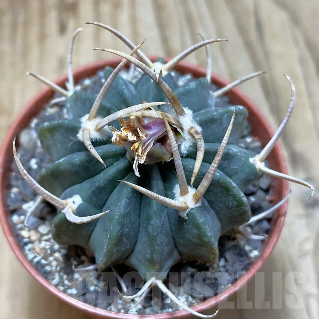 SH6091 Echinofossulocactus coptonogonus PP 959 -Ventura SLP-