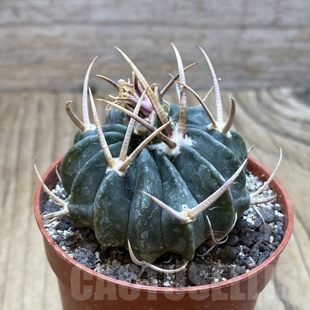 SH6091 Echinofossulocactus coptonogonus PP 959 -Ventura SLP- - Image 2