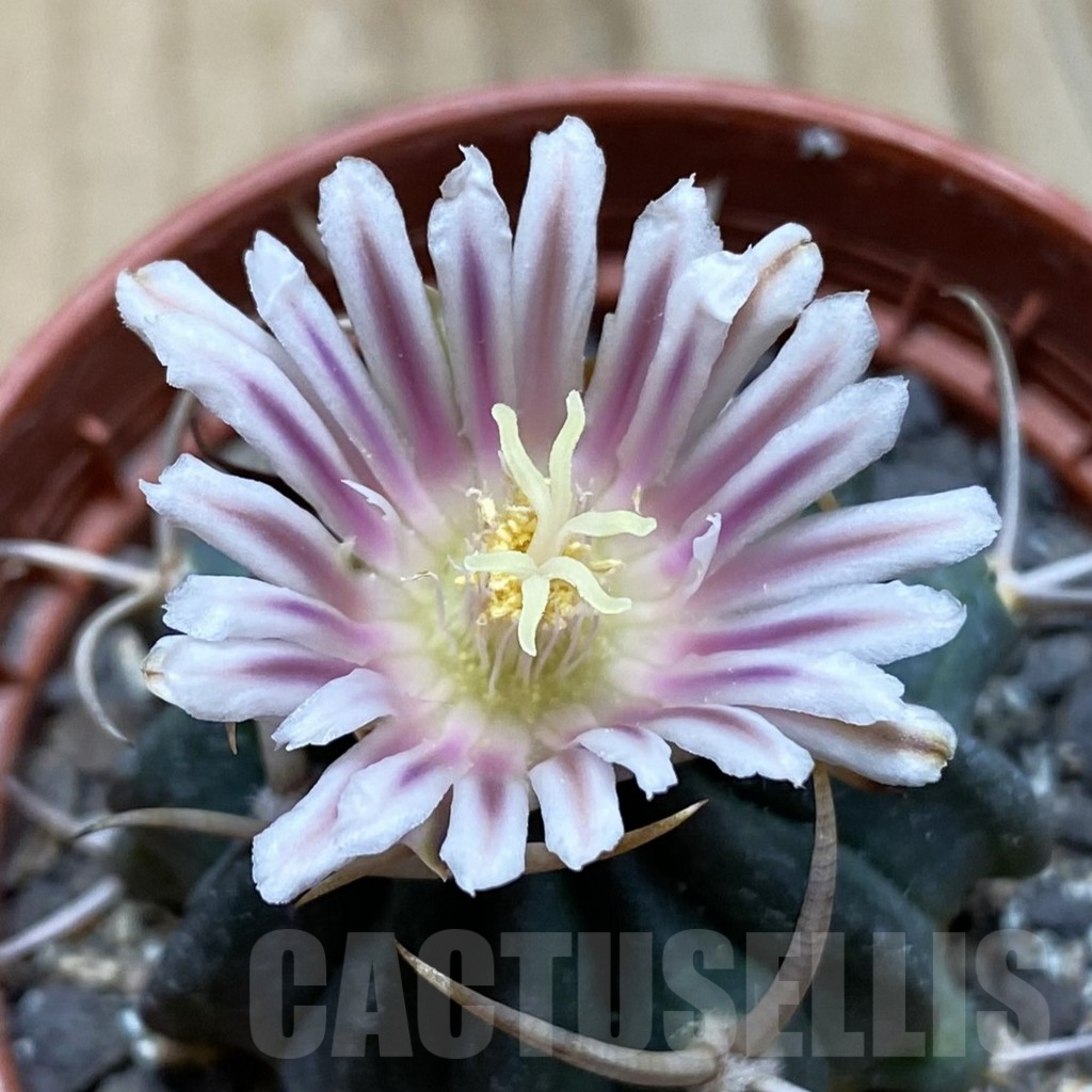 SH6092 Echinofossulocactus coptonogonus PP 959 -Ventura SLP-