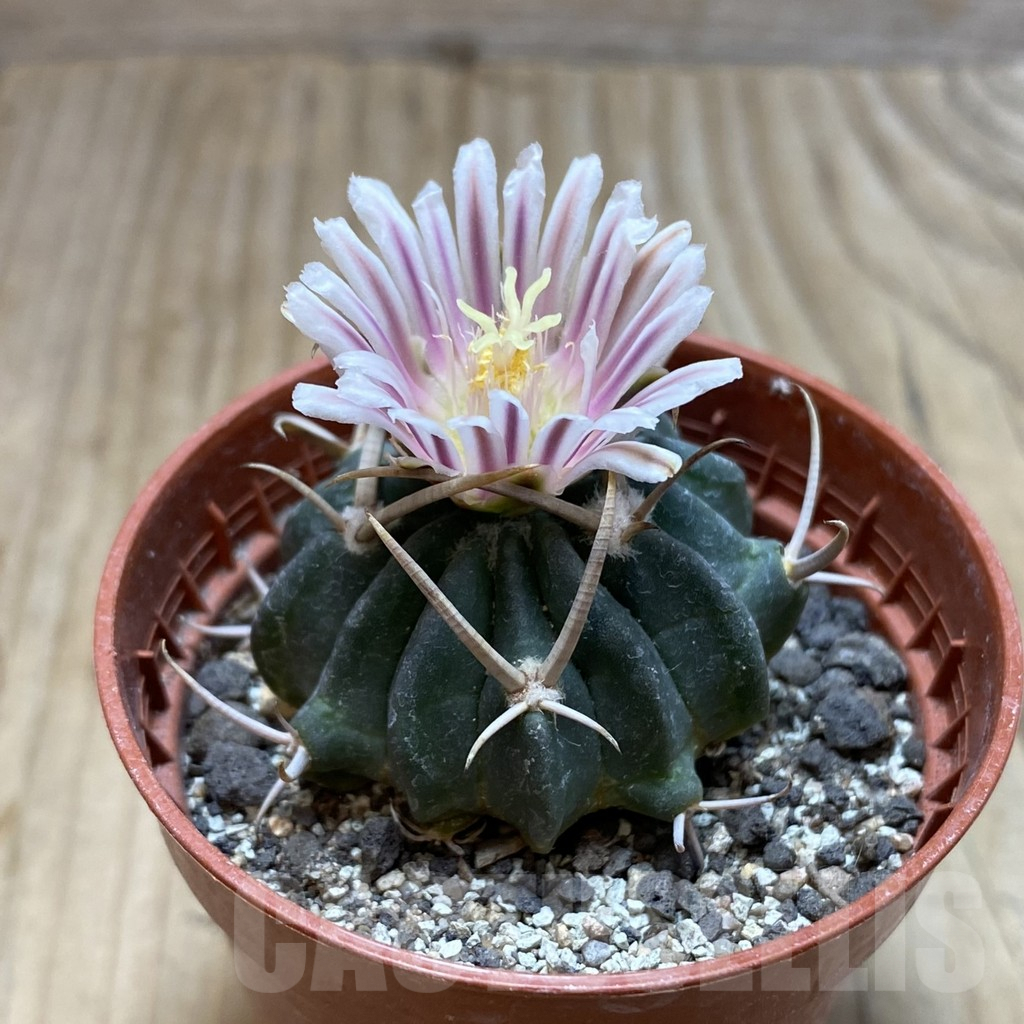 SH6092 Echinofossulocactus coptonogonus PP 959 -Ventura SLP- - Image 2