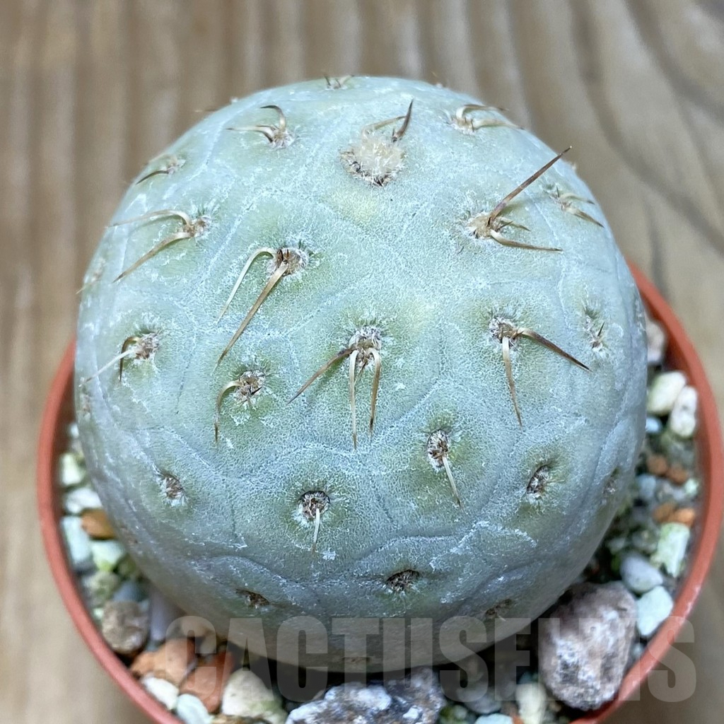 SH6099 Tephrocactus geometricus