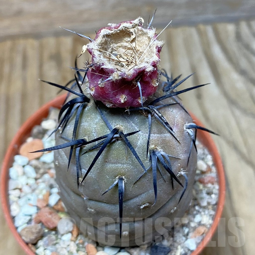 SH6100 Tephrocactus geometricus