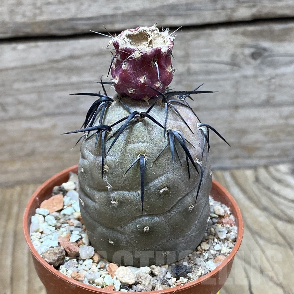 SH6100 Tephrocactus geometricus - Image 2