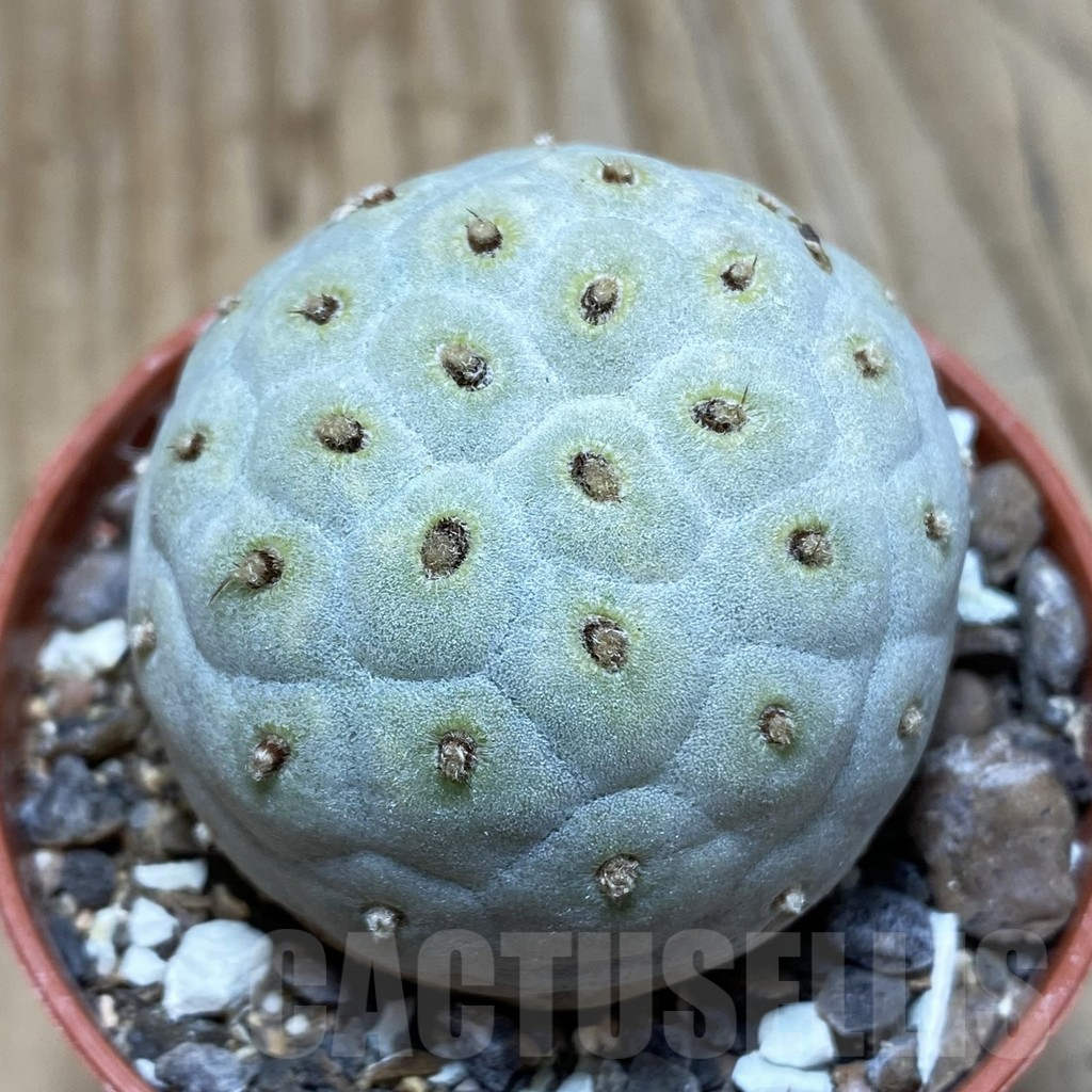 SH6101 Tephrocactus geometricus