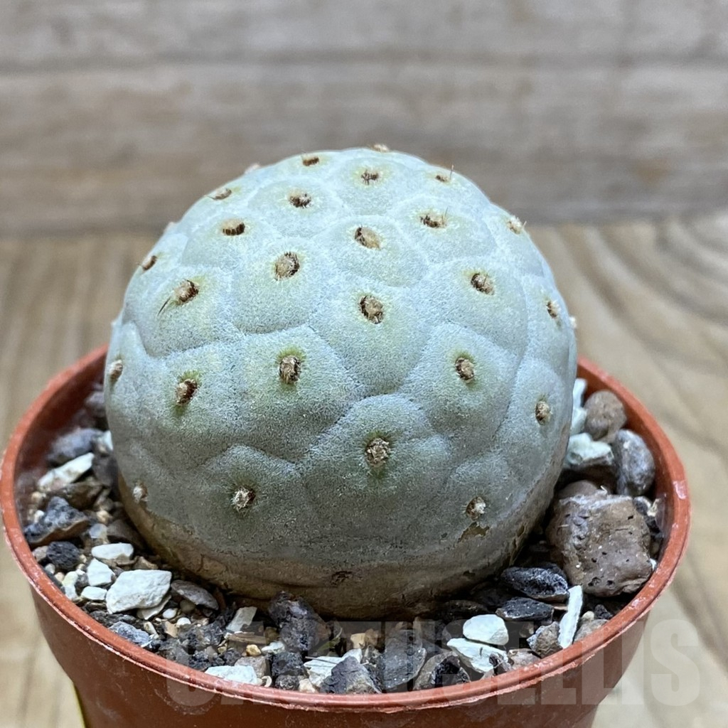 SH6101 Tephrocactus geometricus - Obrázek 2