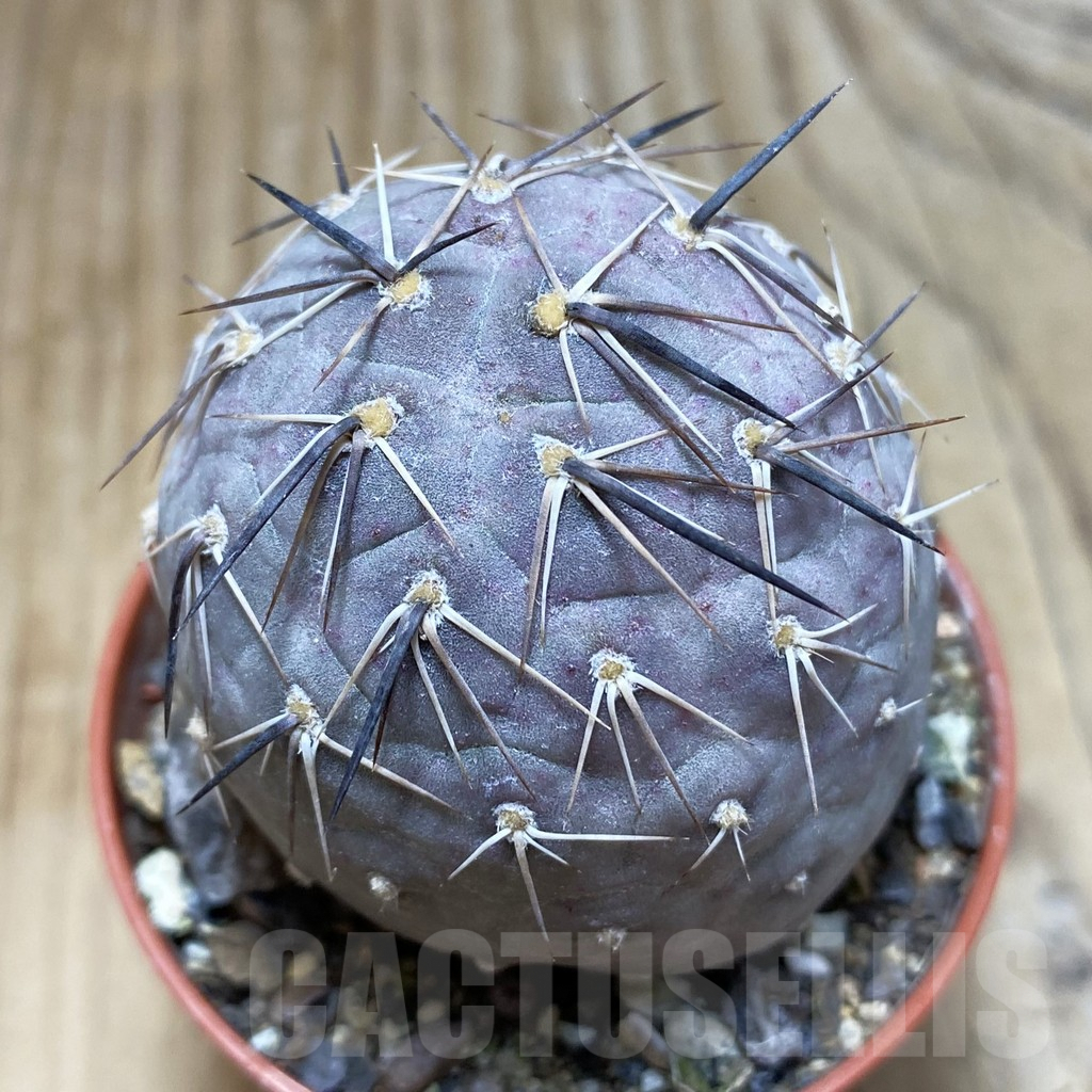SH6102 Tephrocactus geometricus
