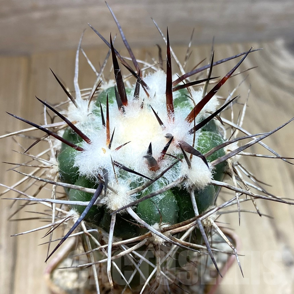 SH6041 Discocactus lindaianus -Chapada olos veadeiros-, grafted